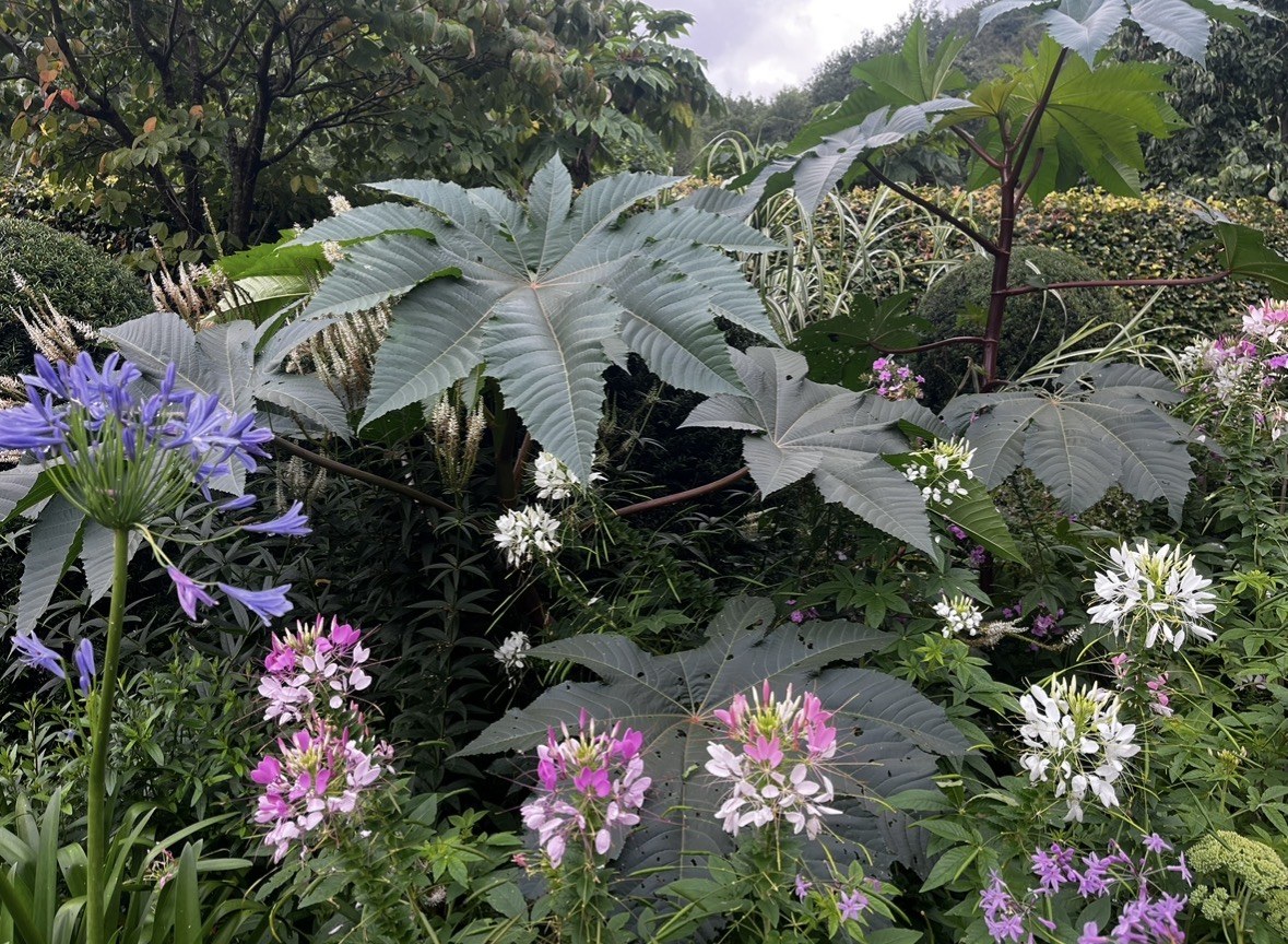 Jardin luxuriant mêlant feuillages graphiques et floraisons